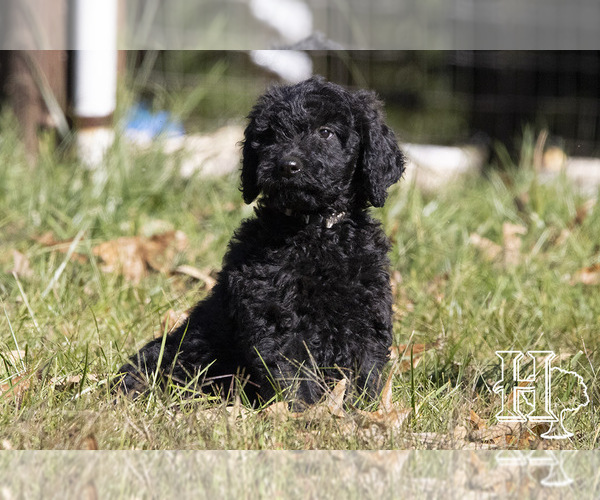 Medium Photo #4 Goldendoodle Puppy For Sale in ELLENBORO, NC, USA