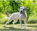 Small #8 Labrador Retriever Mix