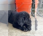 Small #2 Newfoundland
