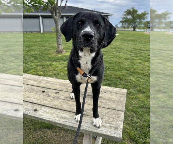 Medium Photo #2 Labrador Retriever Puppy For Sale in Evansville, IN, USA