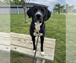 Small #1 Labrador Retriever