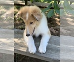 Small Photo #7 Collie Puppy For Sale in CENTERVIEW, MO, USA