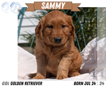 Small #13 Golden Retriever