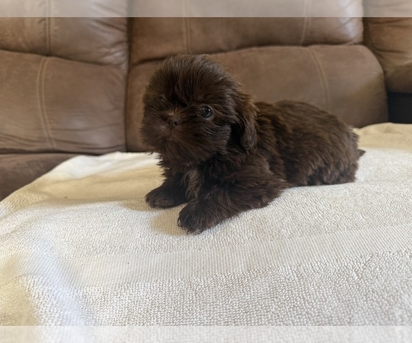 Medium Photo #1 Shih Tzu Puppy For Sale in SPRING HILL, FL, USA