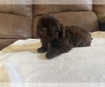 Small Shih Tzu