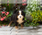Small #2 Bernese Mountain Dog