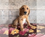 Small #6 Golden Retriever