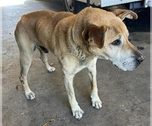 Labrador Retriever-Unknown Mix Dogs for adoption in Martinez, CA, USA