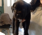 Small Photo #16 Cane Corso Puppy For Sale in MODESTO, CA, USA