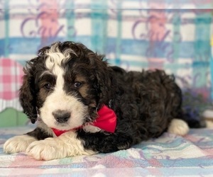Bernedoodle Puppy for sale in LANCASTER, PA, USA