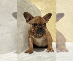 French Bulldog Puppy for sale in MORENO VALLEY, CA, USA
