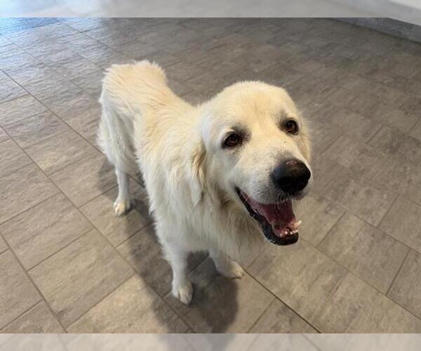 Medium Photo #2 Great Pyrenees-Unknown Mix Puppy For Sale in Grand Prairie, TX, USA