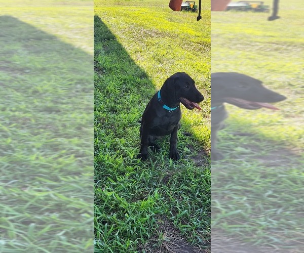 Medium Photo #11 Labrador Retriever Puppy For Sale in MERIDEN, KS, USA