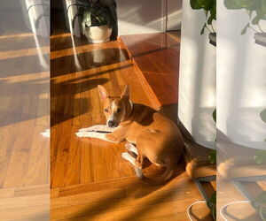 Rat Terrier Dogs for adoption in miami, FL, USA