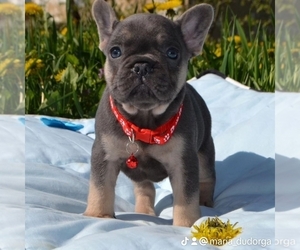 French Bulldog Puppy for sale in ATLANTA, GA, USA