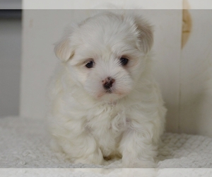 Maltese Puppy for sale in PROVIDENCE, RI, USA