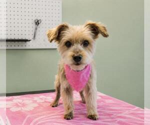 Border Terrier-Unknown Mix Dogs for adoption in Orange, CA, USA