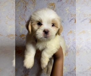 Bloodhound Puppy for sale in DALLAS, TX, USA