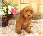 Small #13 Cavapoo