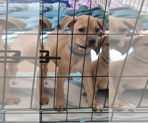 ShiChi Dogs for adoption in The Woodlands, TX, USA