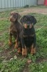 Small Photo #1 Doberman Pinscher Puppy For Sale in VALLEY CENTER, CA, USA
