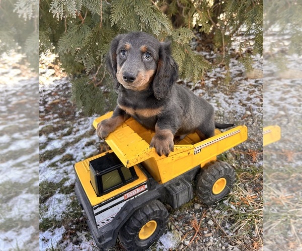 Medium Photo #2 Dachshund Puppy For Sale in MIDDLEBURY, IN, USA