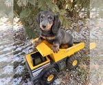 Small #1 Dachshund