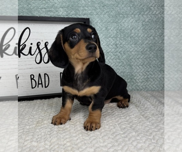 Medium Photo #7 Dachshund Puppy For Sale in FRANKLIN, IN, USA