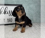 Small #6 Dachshund