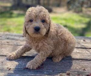 Goldendoodle (Miniature) Puppy for sale in HICKORY, NC, USA