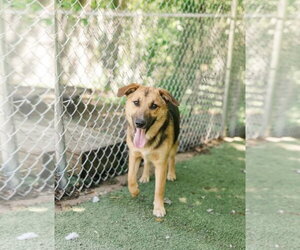 German Shepherd Dog-Unknown Mix Dogs for adoption in Columbus, IN, USA