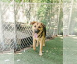 Small German Shepherd Dog Mix