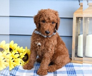 Poodle (Standard) Puppy for sale in COSHOCTON, OH, USA
