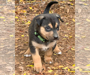 Harry - Male Gerberian Shepsky Dog for Adoption - Photo #19