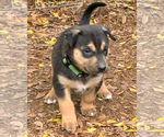 Small #18 Gerberian Shepsky