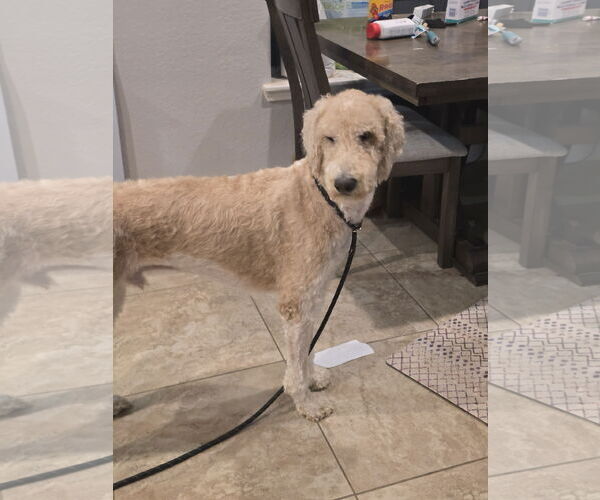 Medium Photo #2 Poodle (Standard) Puppy For Sale in Rosenberg, TX, USA