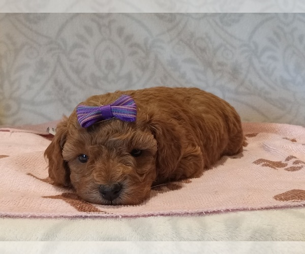 Medium Photo #1 Poodle (Toy) Puppy For Sale in MILFORD, IN, USA