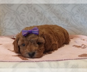 Poodle (Toy) Puppy for sale in MILFORD, IN, USA