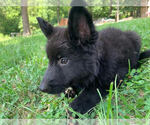 Puppy All black German Shepherd Dog