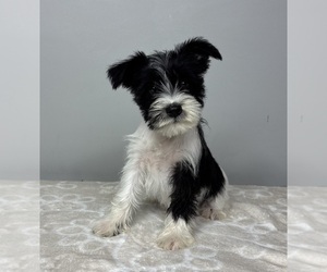 Schnauzer (Miniature) Puppy for sale in FRANKLIN, IN, USA