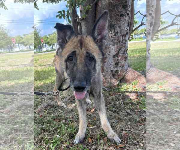 Medium Photo #2 German Shepherd Dog Puppy For Sale in Plantation, FL, USA