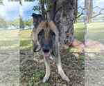 Small #1 German Shepherd Dog