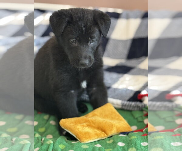 Medium Photo #1 Labrador Retriever-Unknown Mix Puppy For Sale in San Diego, CA, USA