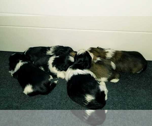 Medium Photo #4 Shih Tzu Puppy For Sale in O BRIEN, FL, USA