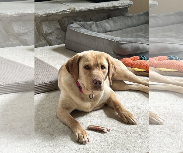 Medium Photo #4 Labrador Retriever Puppy For Sale in Arlington, VA, USA