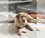 Small #3 Labrador Retriever