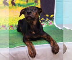 Small #2 Labrador Retriever Mix