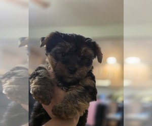 Yorkshire Terrier Puppy for sale in LINCOLNTON, NC, USA