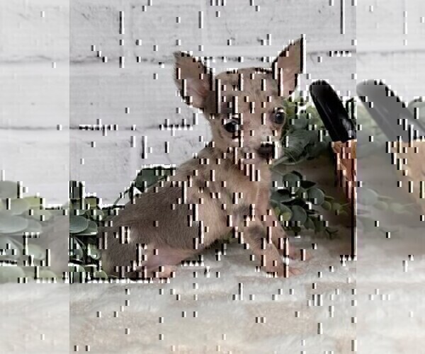 Medium Photo #25 Chihuahua Puppy For Sale in NAPLES, FL, USA