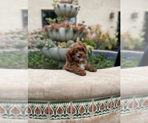 Cavalier King Charles Spaniel-Cavapoo Mix Puppy for Sale in MONTECITO, California USA